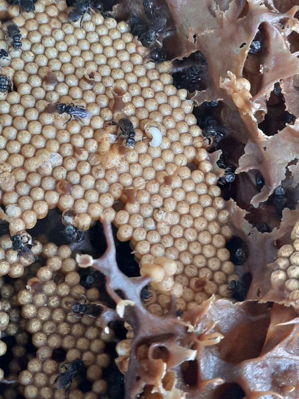 柔：今日面谱：为了孩子而养蜂，苏有福成为养蜂人达人