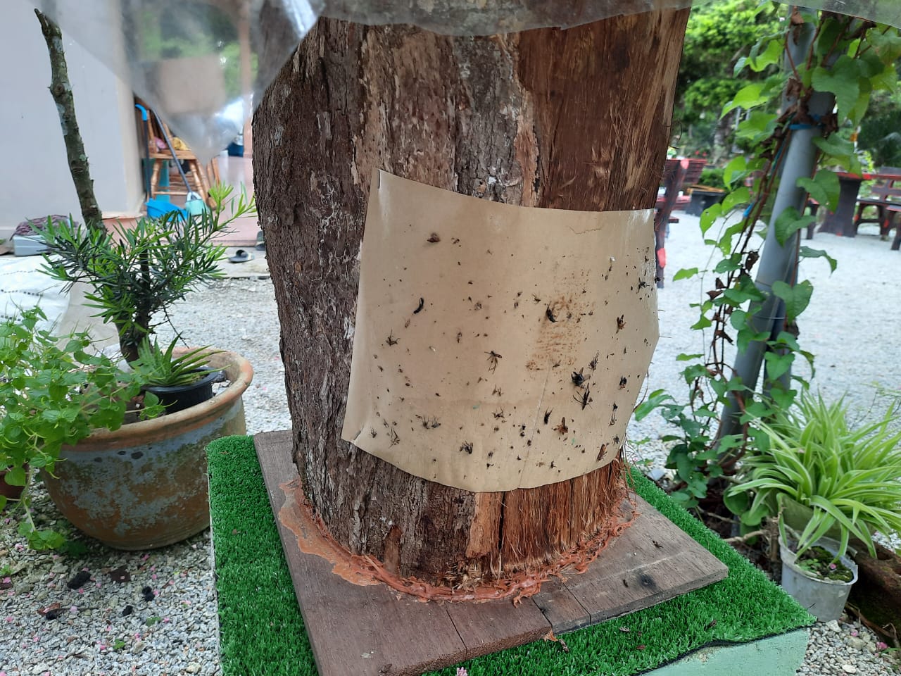 柔：今日面谱：为了孩子而养蜂，苏有福成为养蜂人达人