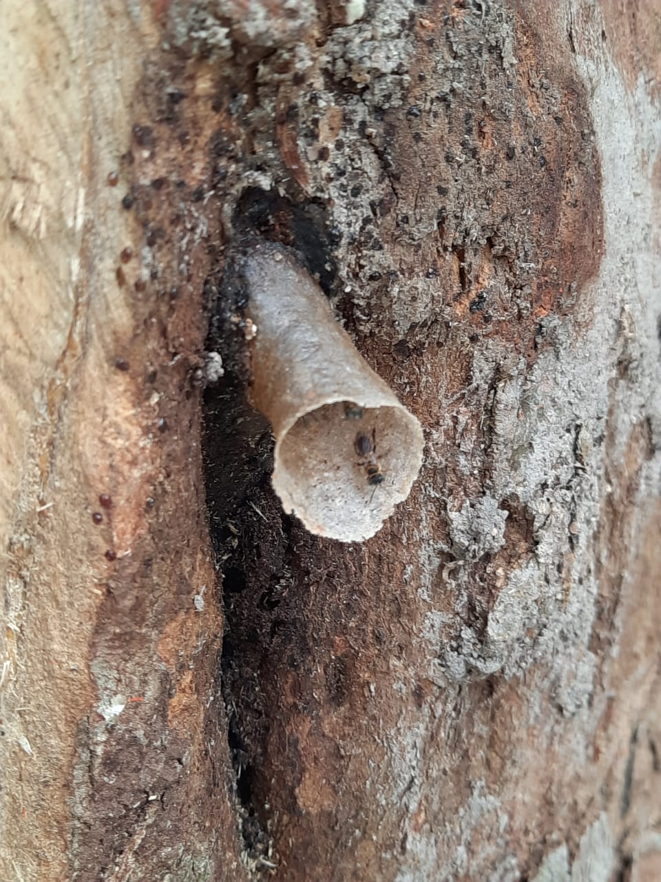 柔：今日面谱：为了孩子而养蜂，苏有福成为养蜂人达人