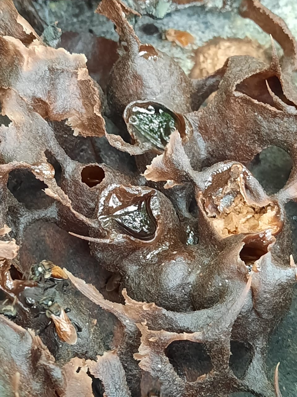 柔：今日面谱：为了孩子而养蜂，苏有福成为养蜂人达人