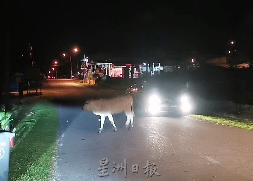 柔:封底头条:【民生特工队】:古来新港新村牛患