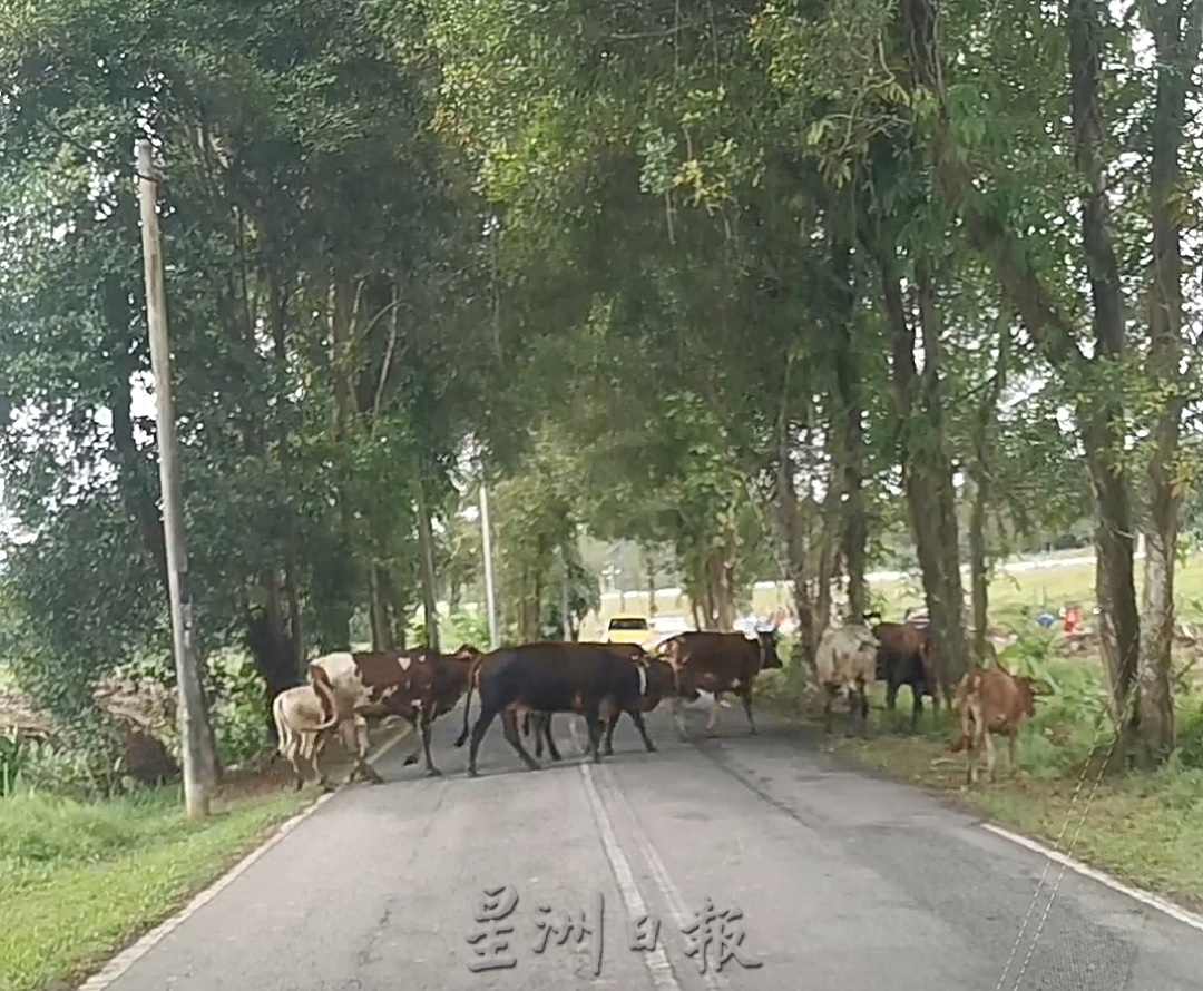 柔：封底头条：【民生特工队】：古来新港新村牛患