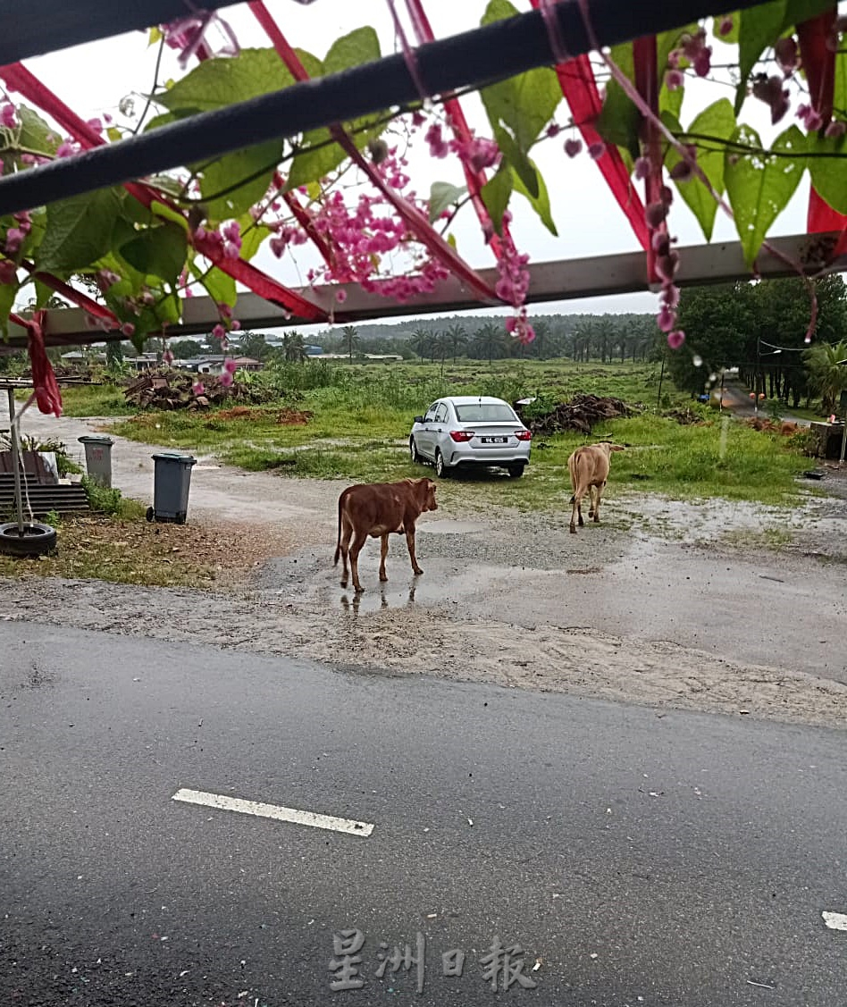 柔：封底头条：【民生特工队】：古来新港新村牛患