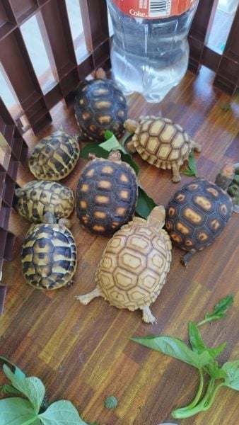 “龟来古来”陆龟交流会，龟友相互交流心得