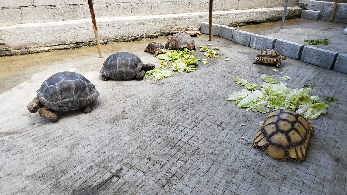 “龟来古来”陆龟交流会，龟友相互交流心得