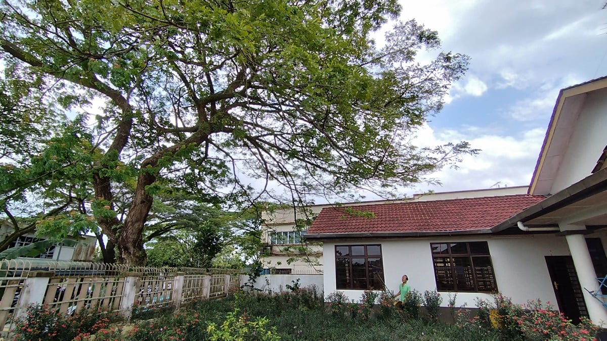 柔:版二:民生稿:路旁茂盛大树延伸至住家致住家屋顶水槽阻塞