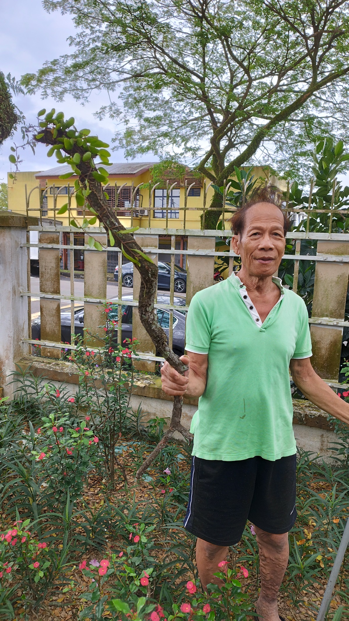 柔:版二:民生稿:路旁茂盛大树延伸至住家致住家屋顶水槽阻塞