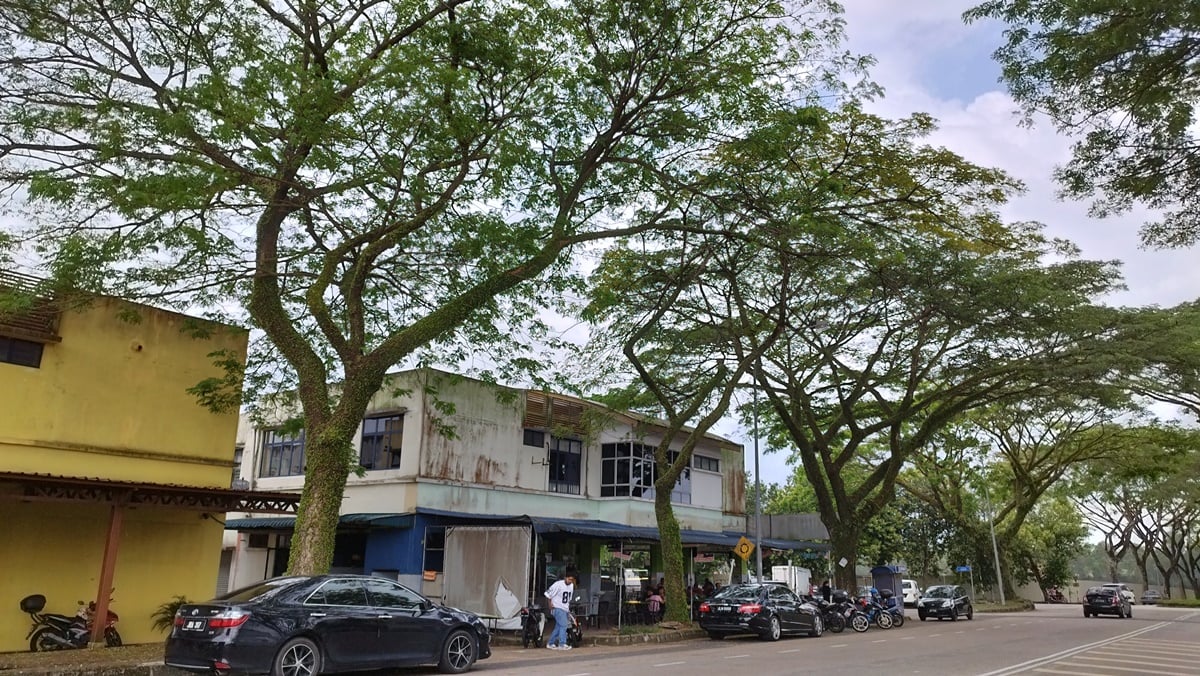 柔:版二:民生稿:路旁茂盛大树延伸至住家致住家屋顶水槽阻塞