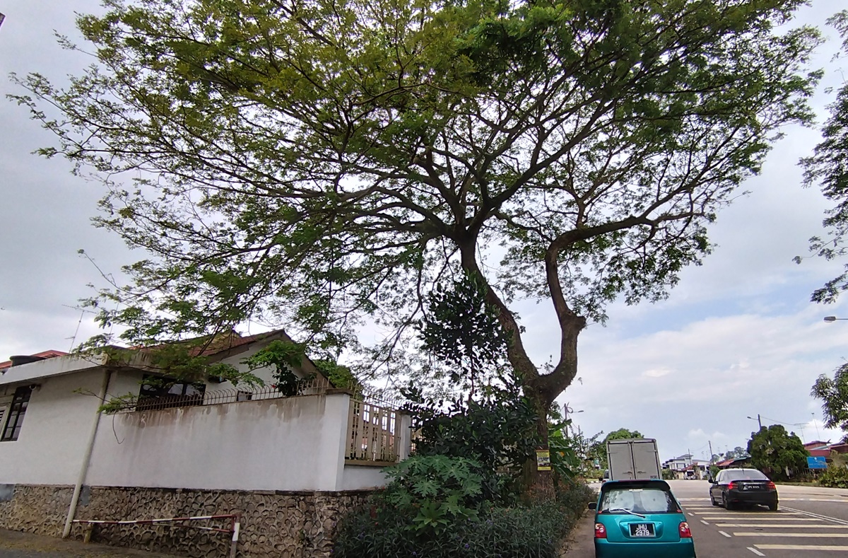 柔:版二:民生稿:路旁茂盛大树延伸至住家致住家屋顶水槽阻塞
