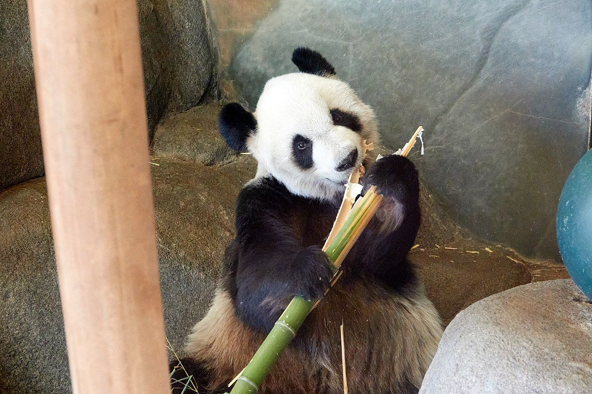 死因待查 旅美大熊猫“乐乐”离世 终年24岁