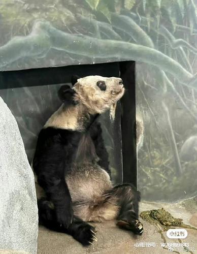 看世界)旅美大熊猫丫丫精神状况欠佳引关注 北京动物园:或于4月初回国