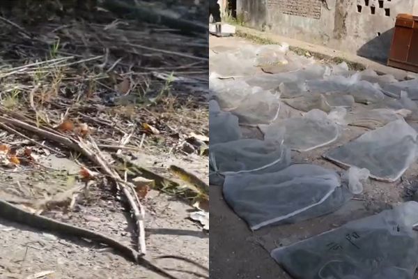 租屋处半夜有怪声 地下室藏千蛇吓坏警员