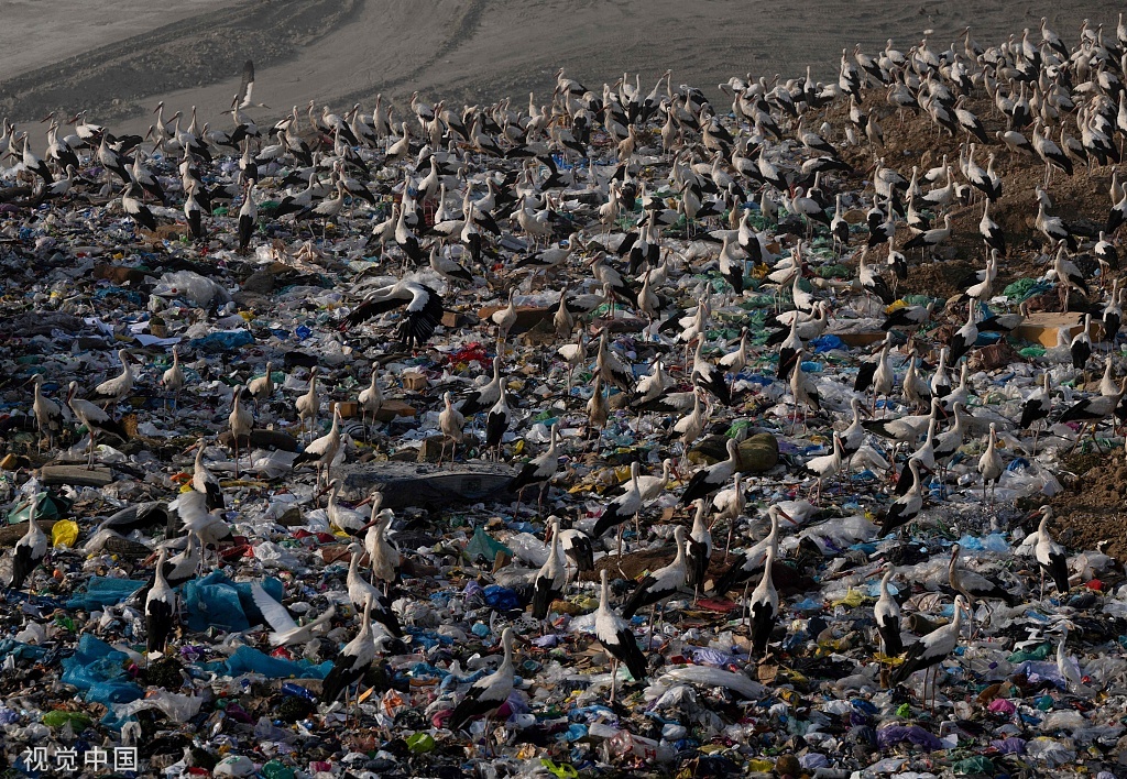西班牙垃圾场成鹳“餐厅”，科学家警告