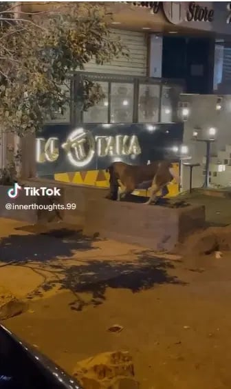 视频 | 动物真友谊!狗目睹猫朋友被撞死 亲手挖洞安葬