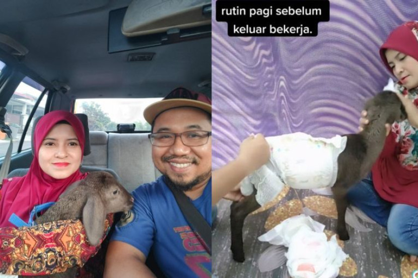 视频|领养“四脚婴儿”乐趣多 女子:半夜喂奶换尿片生活更规律