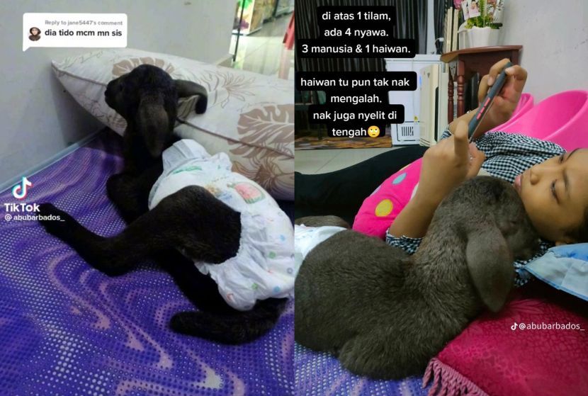 视频|领养“四脚婴儿”乐趣多 女子:半夜喂奶换尿片生活更规律