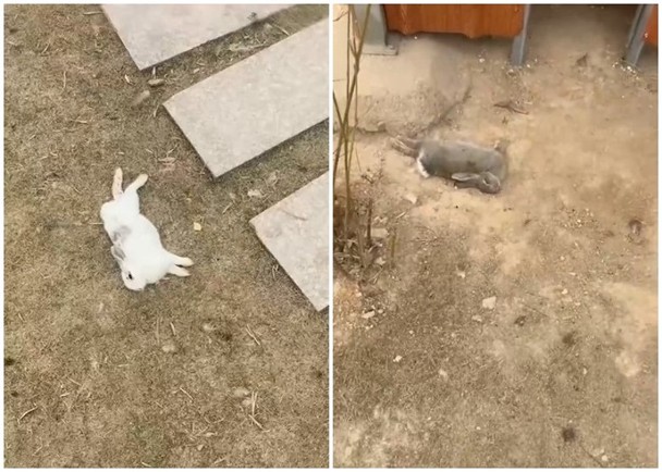 遭游客不当偷喂 动物园大批兔子惨死