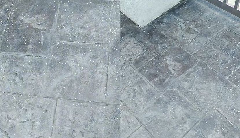 门前白米洒满地 女商人：“以为被施降差点晕厥”