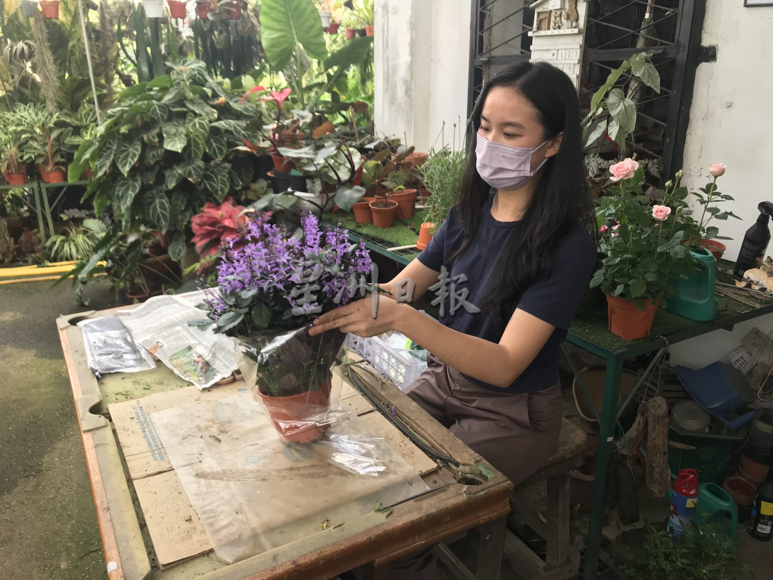 霹:22日见报/封底主文/它的诞生/花圃盆栽