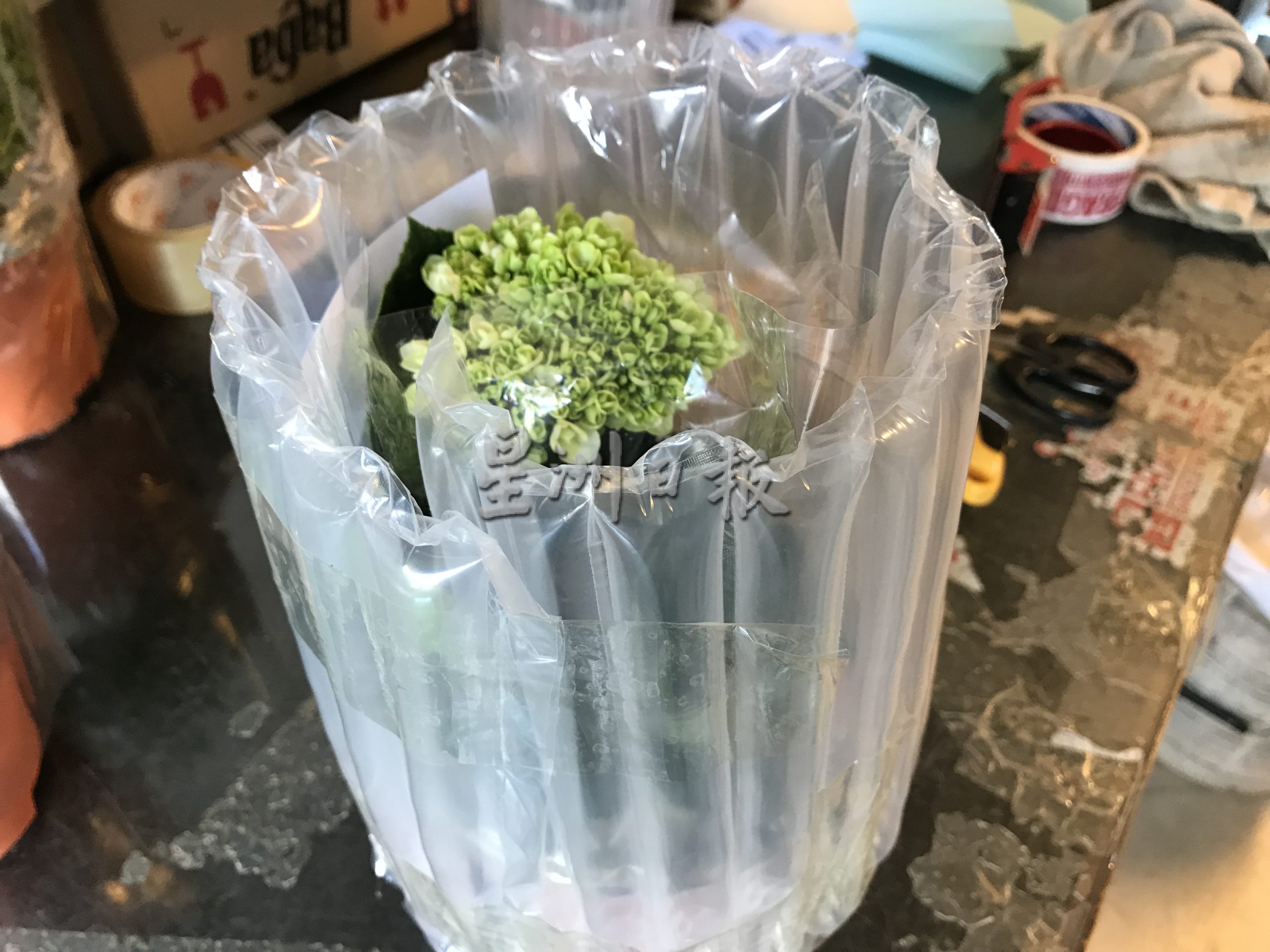 霹：22日见报／封底主文／它的诞生／花圃盆栽