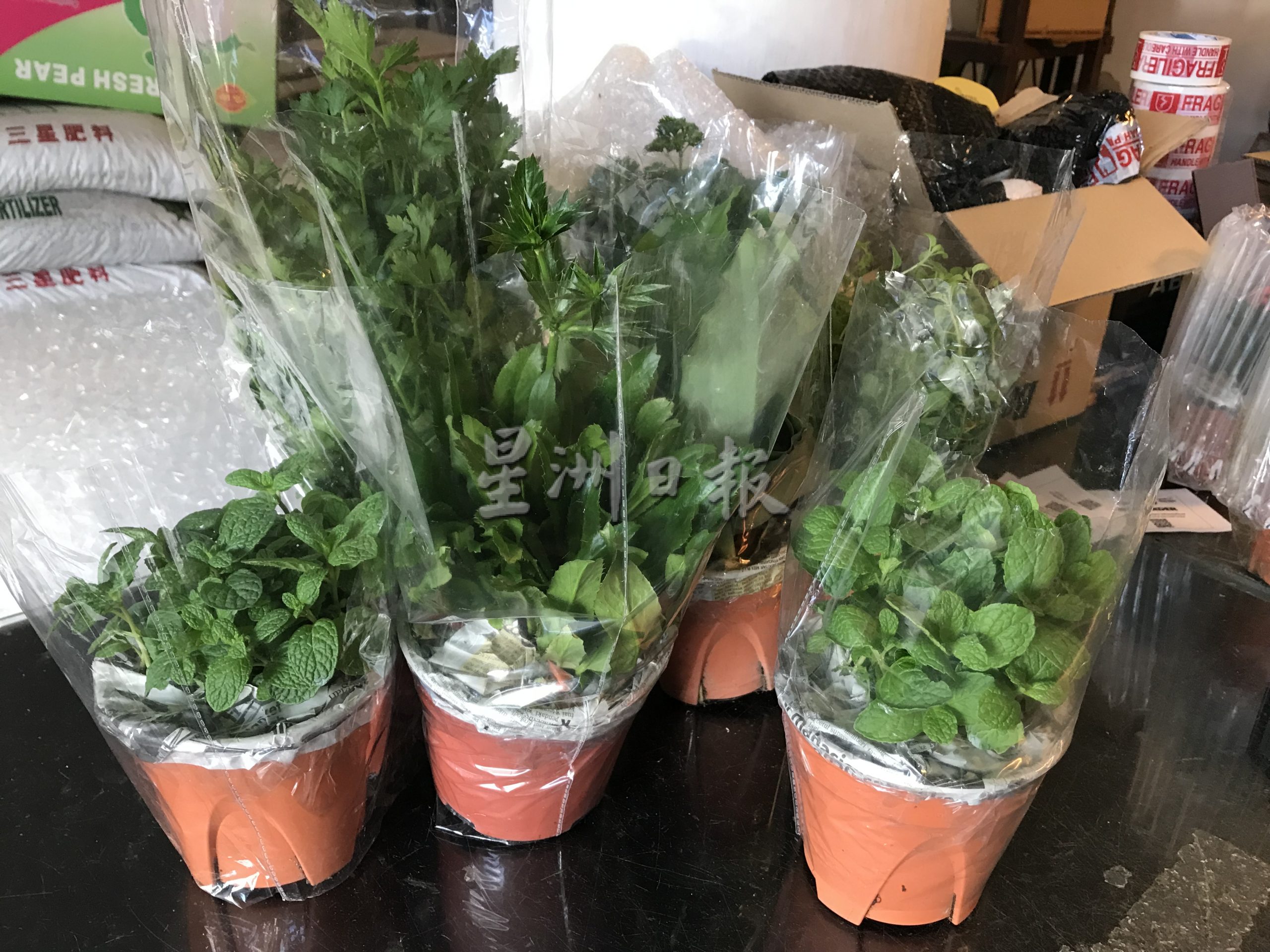霹:22日见报/封底主文/它的诞生/花圃盆栽