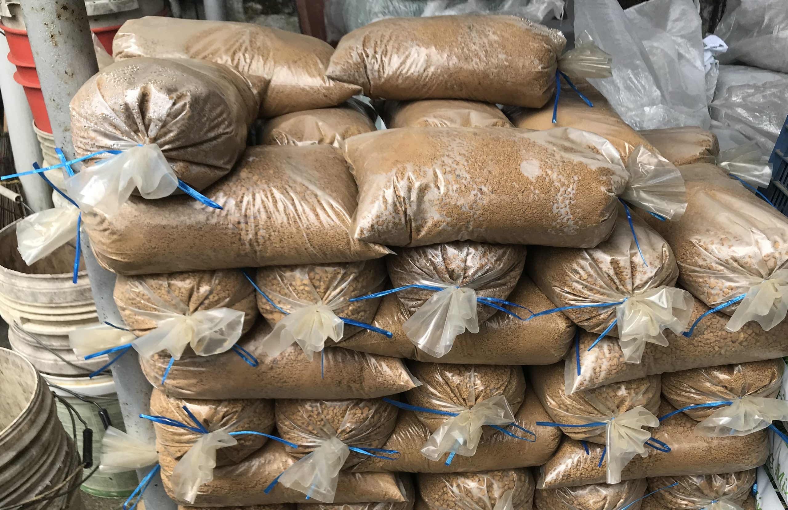 霹:22日见报/封底主文/它的诞生/花圃盆栽