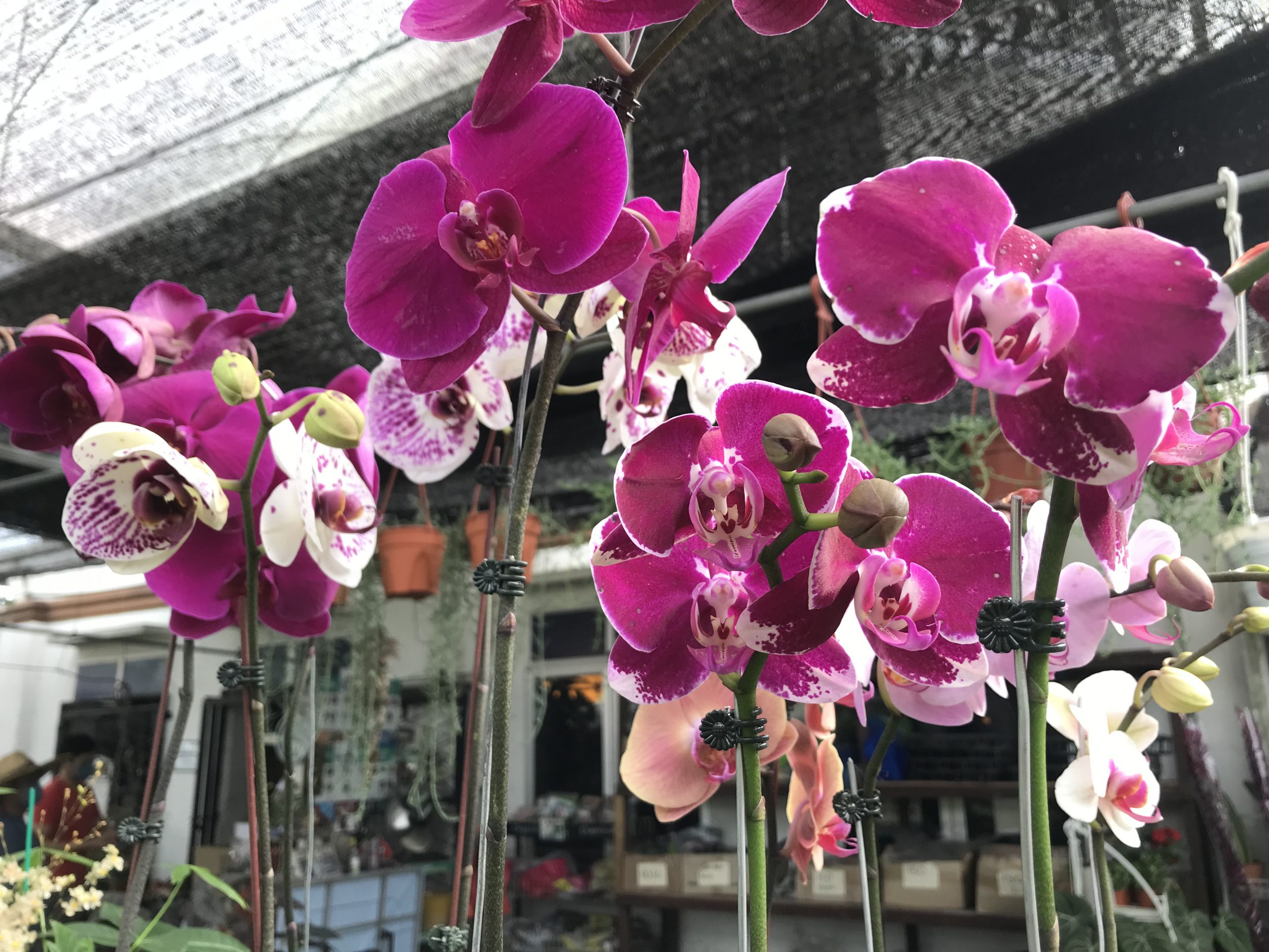 霹:22日见报/封底主文/它的诞生/花圃盆栽