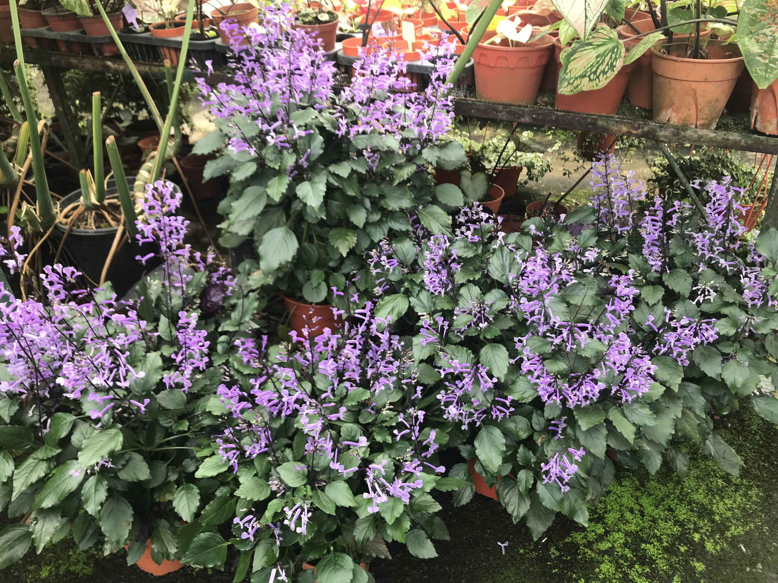 霹:22日见报/封底主文/它的诞生/花圃盆栽