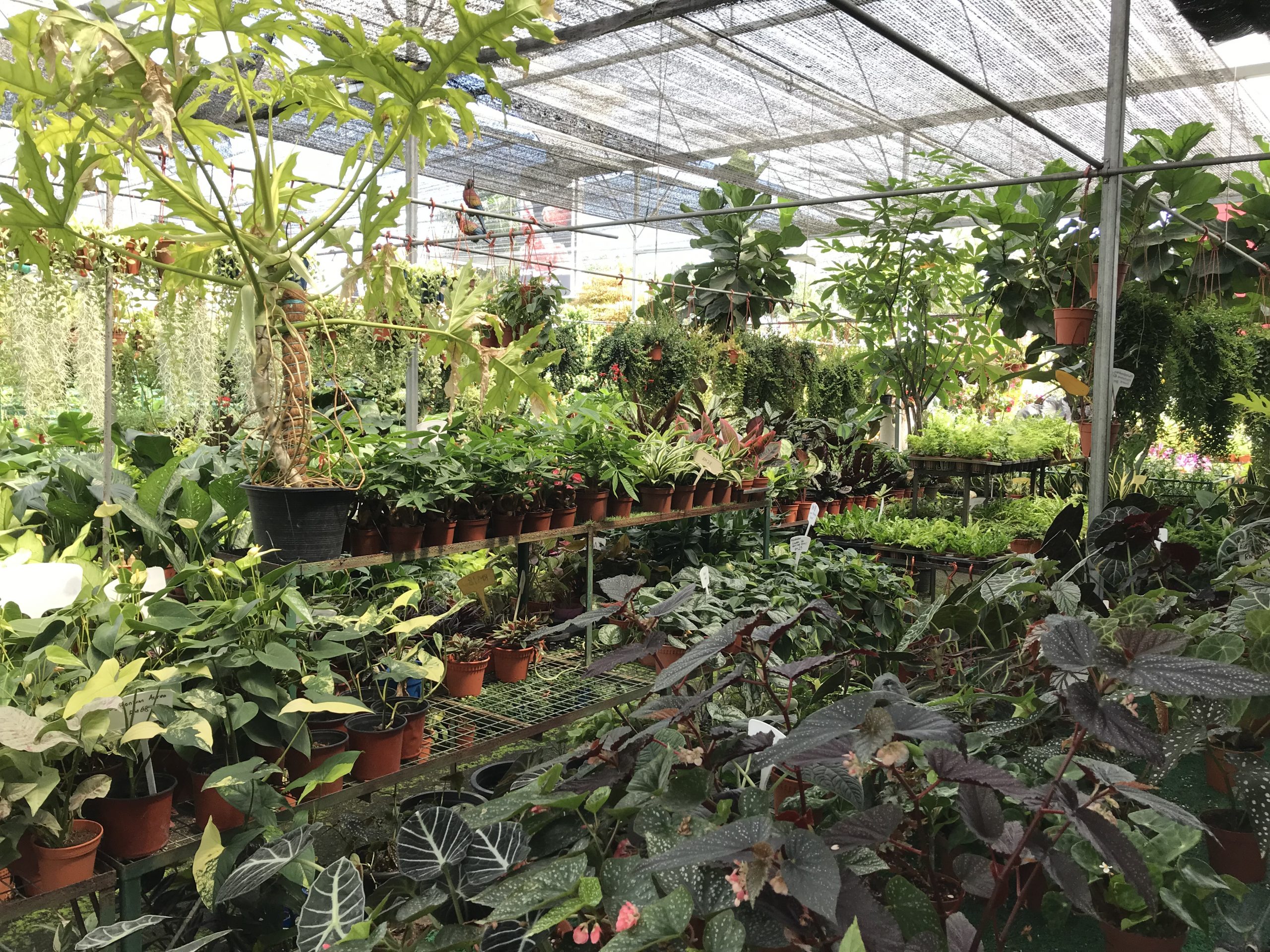 霹:22日见报/封底主文/它的诞生/花圃盆栽