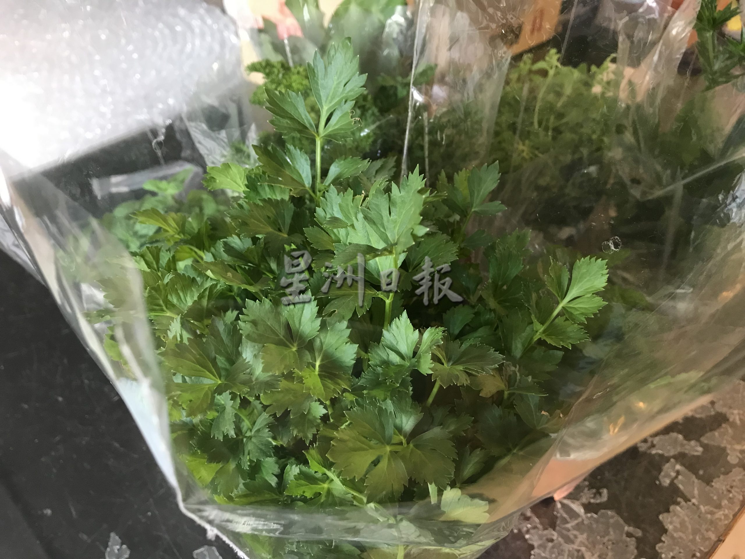 霹:22日见报/封底主文/它的诞生/花圃盆栽