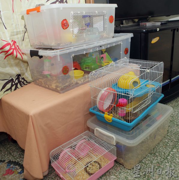 霹:25日见报/封底主文/我家萌宠|家有6仓鼠 母女俩的宝 鼠妈妈还有月子餐