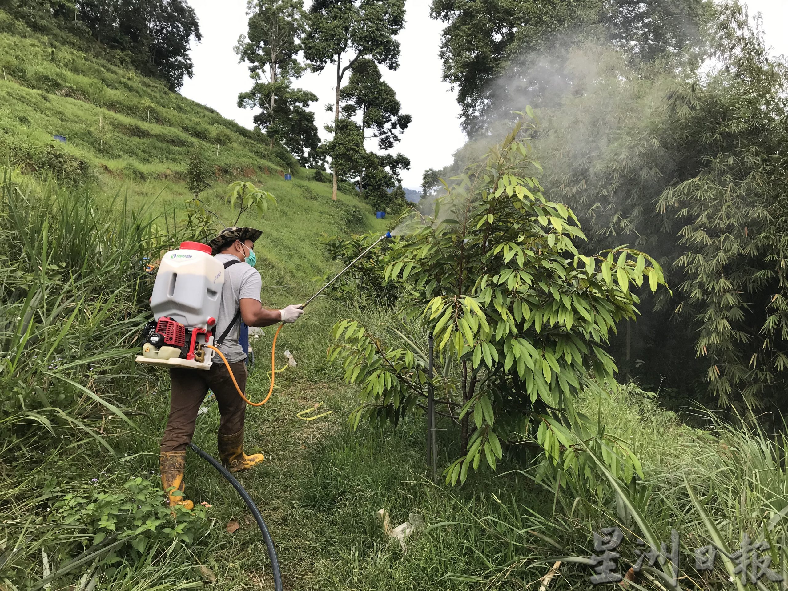 霹：封底主文／【农的传人】江沙榴梿