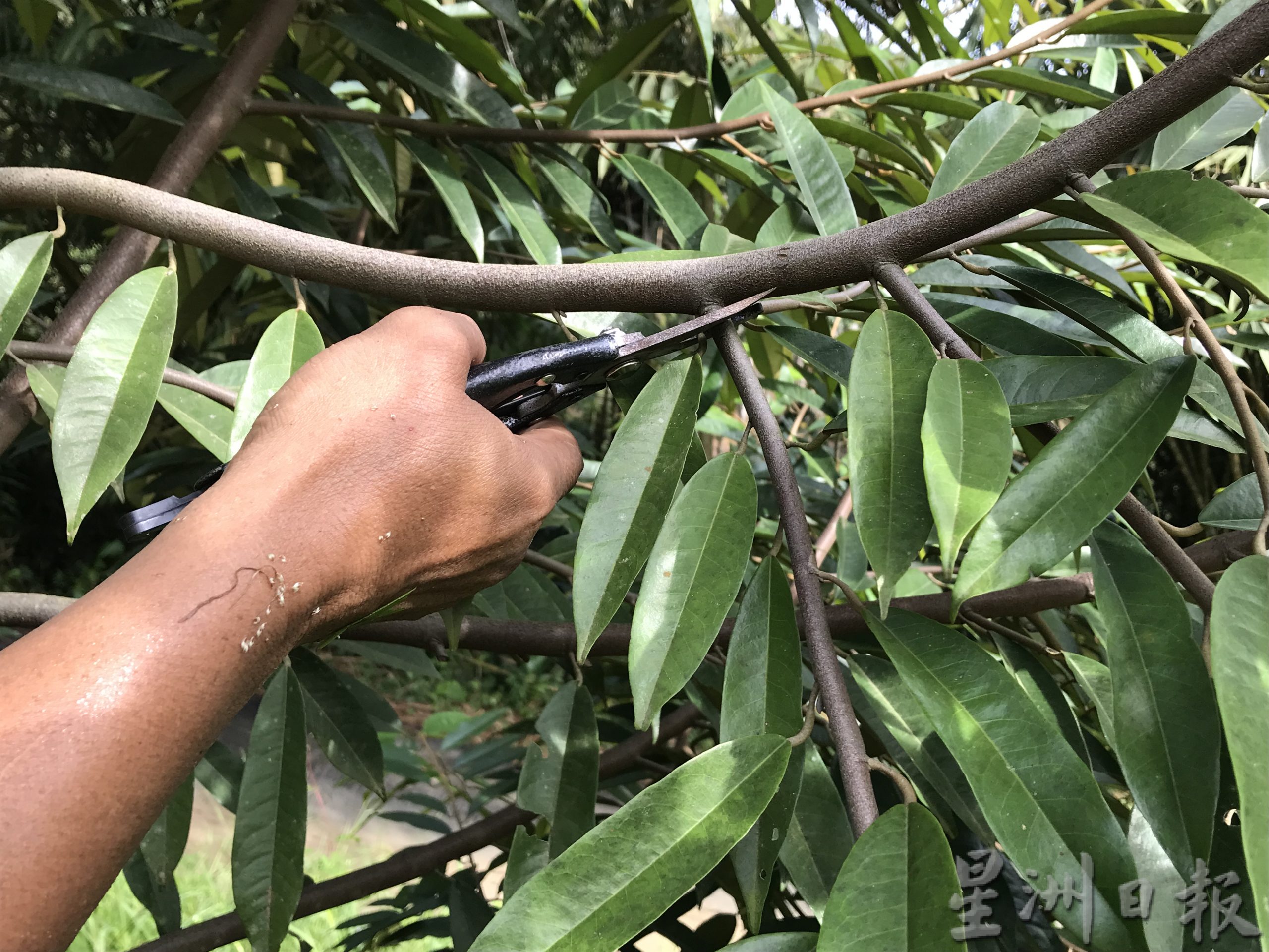 霹：封底主文／【农的传人】江沙榴梿