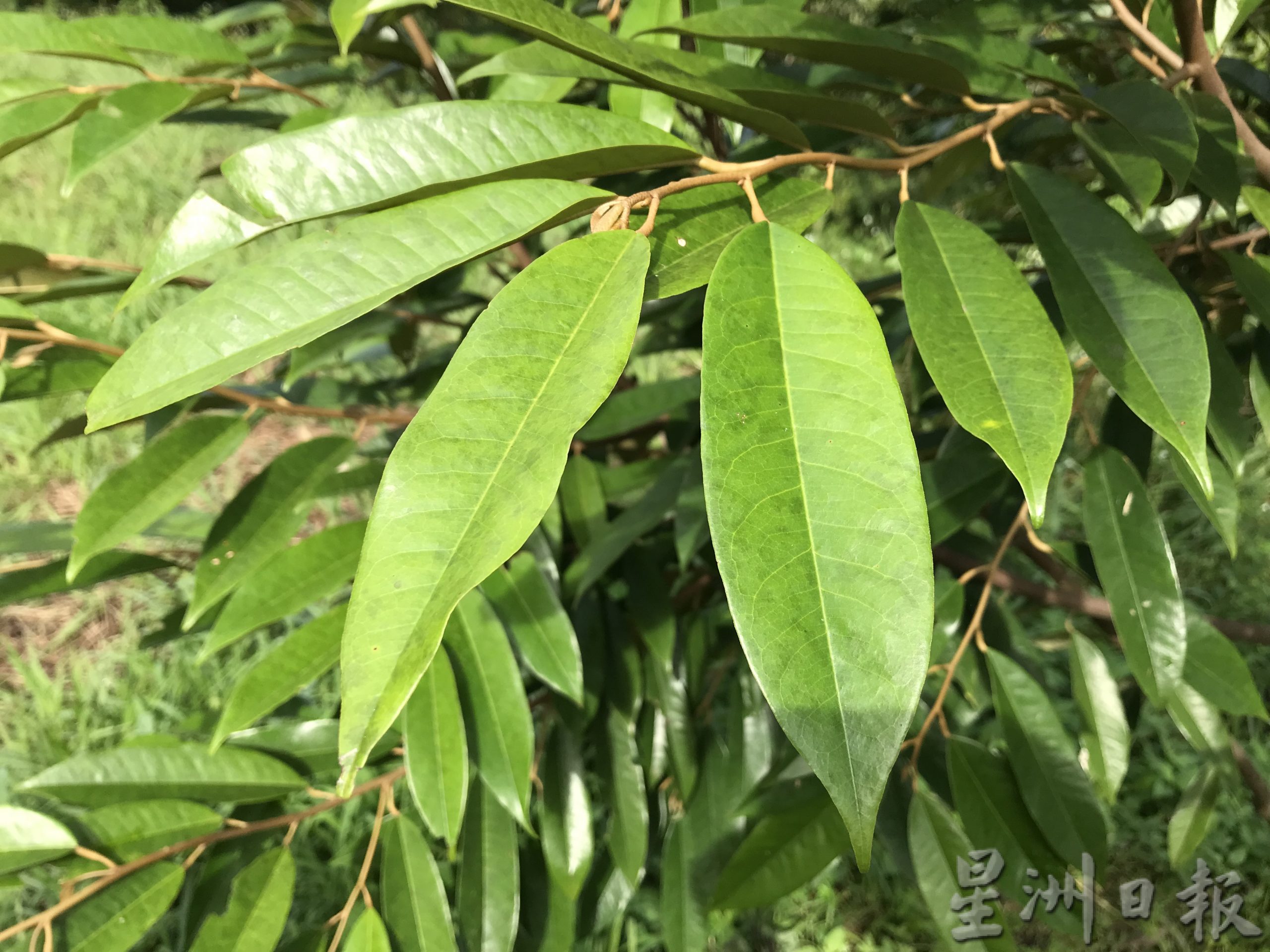 霹：封底主文／【农的传人】江沙榴梿