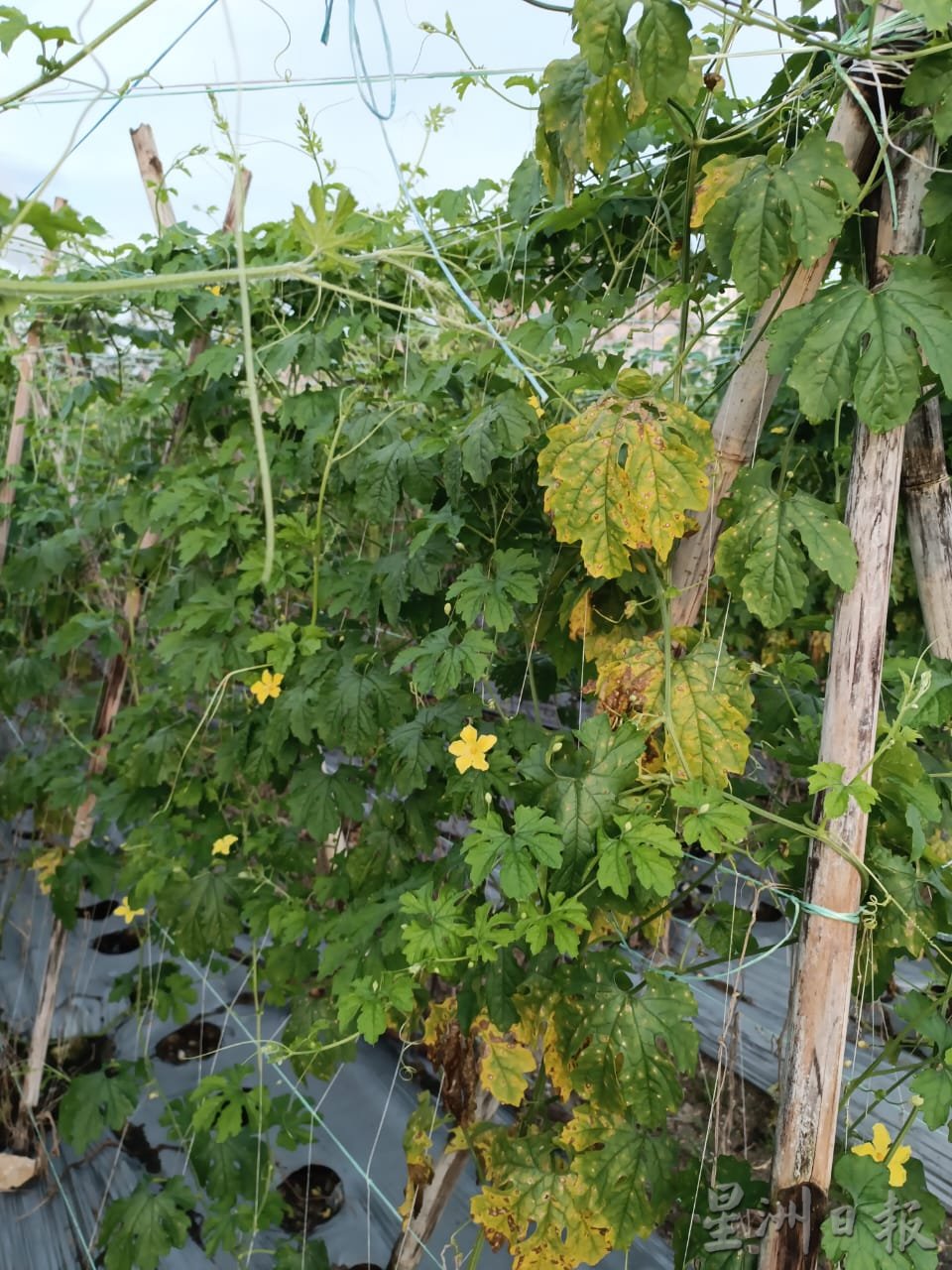 霹：版头／频密雨天 蔬菜收成减