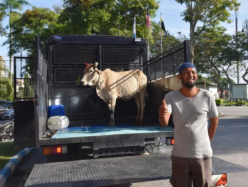 饲主受促管好家畜 曼绒市议会拍卖游荡牛  