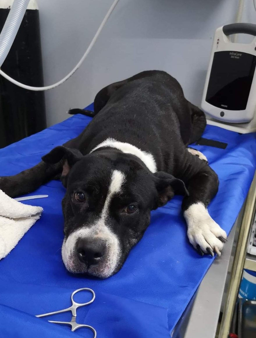 首邦市SS17有犬只连环杀手?·再有1犬中毒死