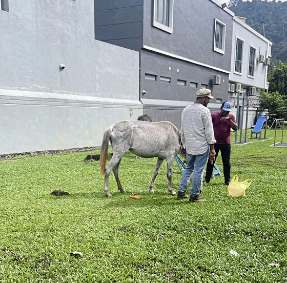 马主疑虐待!一家三口瘦骨嶙峋,街头垃圾堆觅食