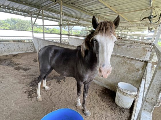 马主疑虐待!一家三口瘦骨嶙峋,街头垃圾堆觅食