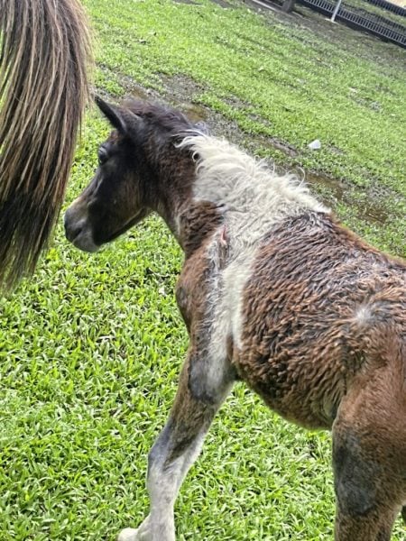 马主疑虐待!一家三口瘦骨嶙峋,街头垃圾堆觅食