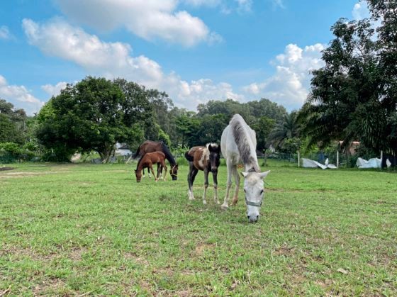 马主疑虐待!一家三口瘦骨嶙峋,街头垃圾堆觅食