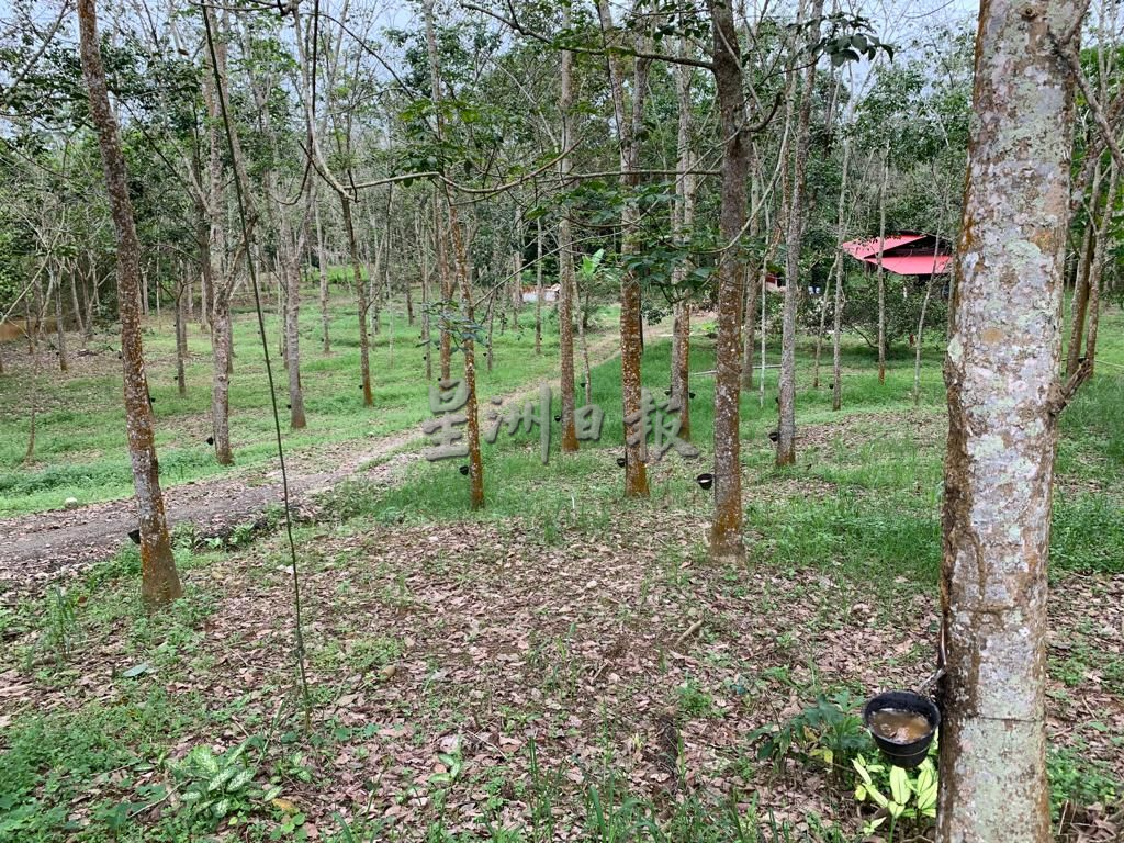 （古城封底主文）《乡镇情深》逢周一见报-马接峇鲁新村