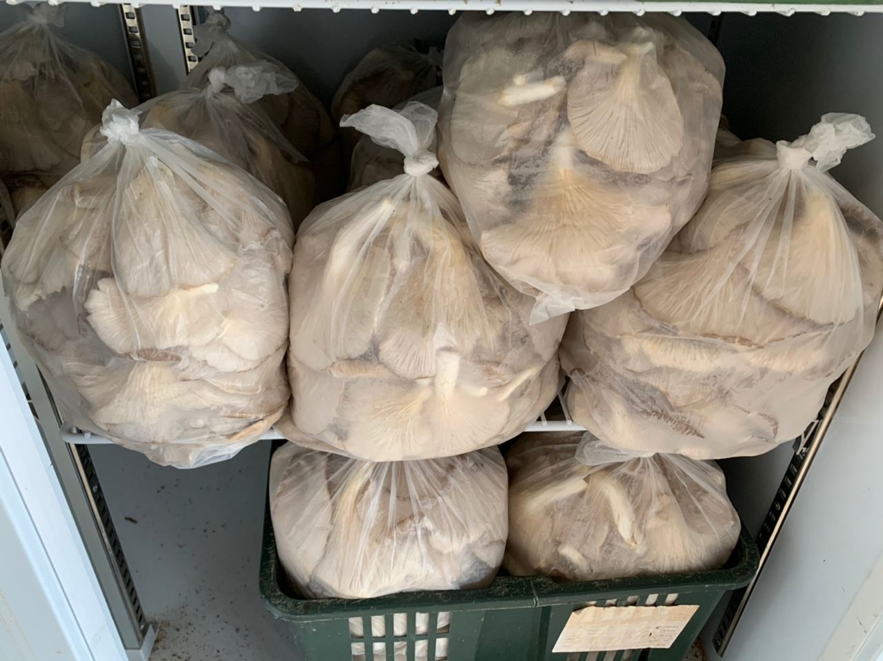（古城封面主文）气候影响菇产量下滑约70% 鲍鱼菇市场供不应求