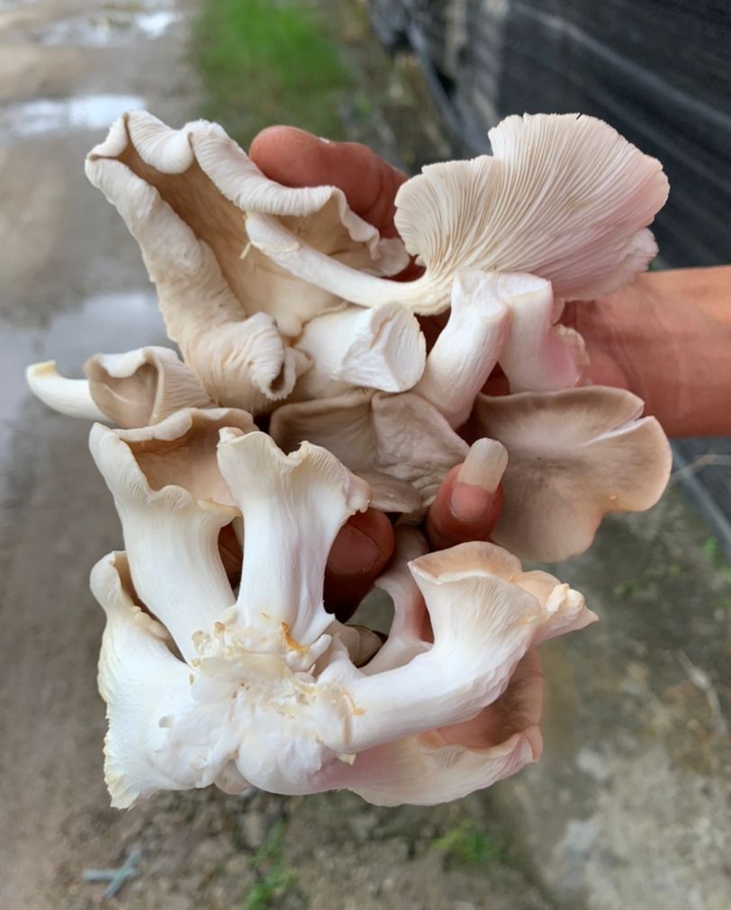 （古城封面主文）气候影响菇产量下滑约70% 鲍鱼菇市场供不应求