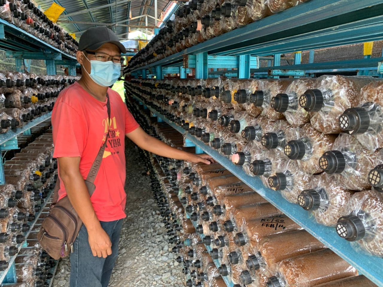 (古城封面主文)气候影响菇产量下滑约70% 鲍鱼菇市场供不应求