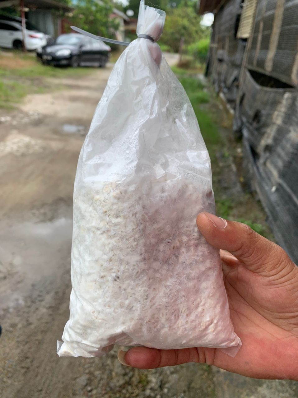 （古城封面主文）气候影响菇产量下滑约70% 鲍鱼菇市场供不应求