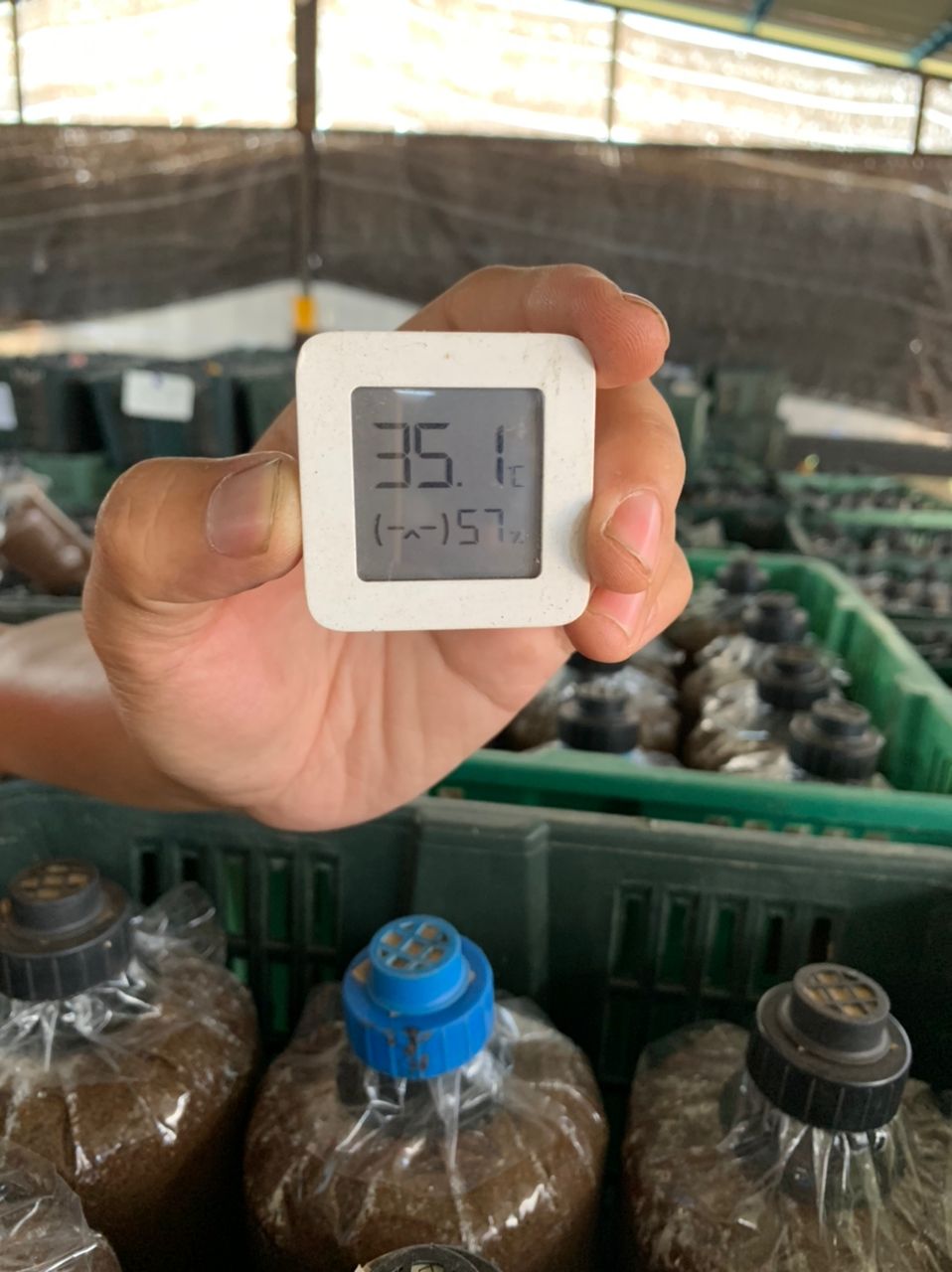 （古城封面主文）气候影响菇产量下滑约70% 鲍鱼菇市场供不应求