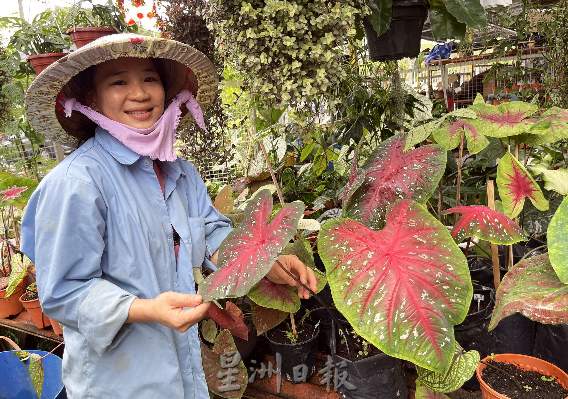 (古城封面主文)芋叶价格亲民·入手好时机