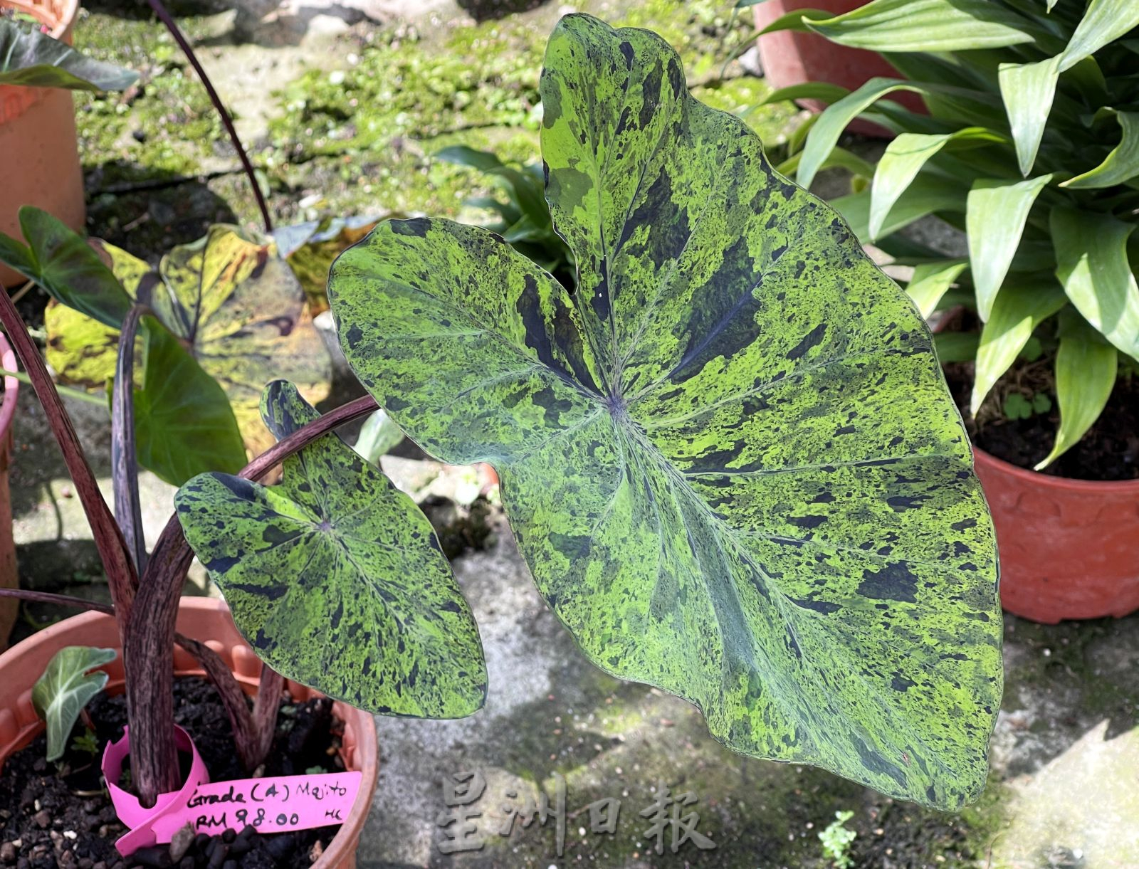 （古城封面主文）芋叶价格亲民·入手好时机