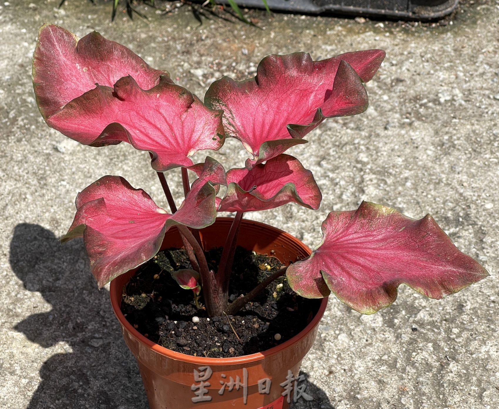 （古城封面主文）芋叶价格亲民·入手好时机